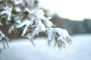 Frosted White Pine