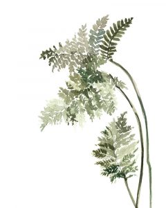 Green Ferns II