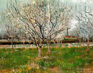 Plum Trees In Blossom