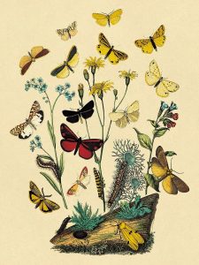 Moths: C. Miniata, S. Aurita, et al.