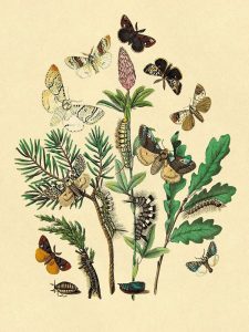 Moths: O. Gonostigma, D. Pudibunda, et al.