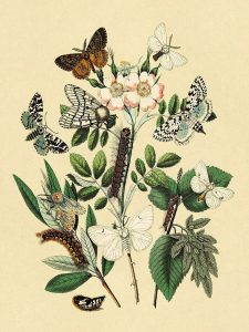 Moths: L. Salicis, O. Dispar, et al.