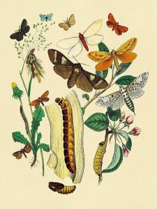 Moths: C. Ligniperda, Z. Aesculi, et al.