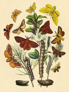 Moths: G. Quercifolia, L. Potatoria, et al.