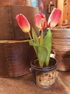 Tulip Simplicity