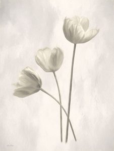Bleached Tulips I