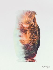 Norwegian Woods Owl