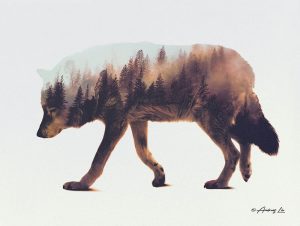 Norwegian Woods Wolf