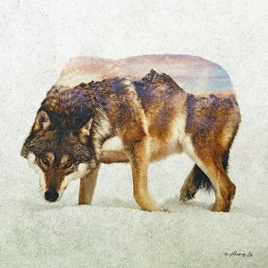 Wolf – North