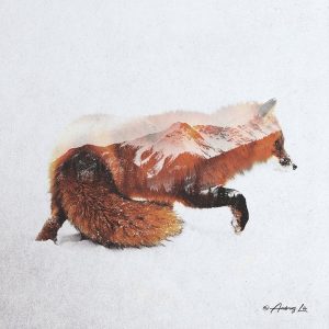 Fox – North