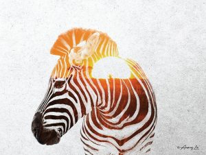 Zebra with Sun