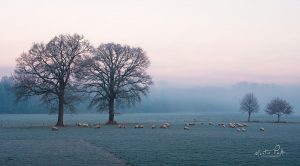 Sheep on a Cold Morning