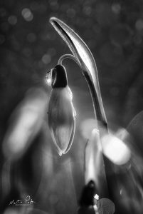Snowdrops in Black and White