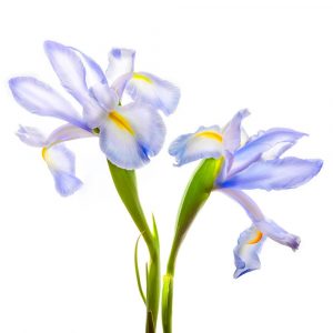 Iris It Blue