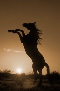 Rearing Horse Silhouette