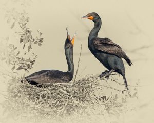 Cormorant Nest