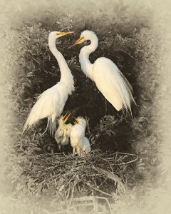 Great Egret Family