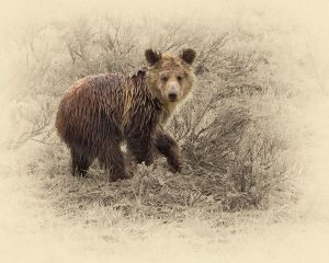 Grizzly Cub 2