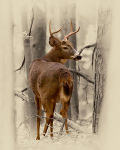 Ohio Buck