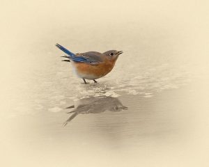 Blue Bird On Ice