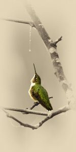 Hummingbird With Dew Drop