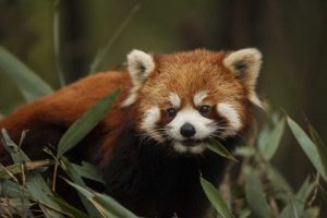China, Chengdu Red or lesser panda eating