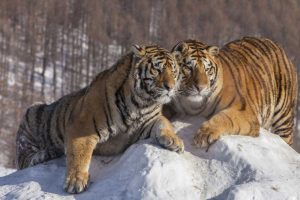 China, Harbin Affectionate Siberian tigers