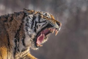 China, Harbin Siberian tiger yawning