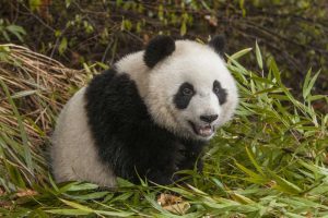 China, Chengdu Young giant panda
