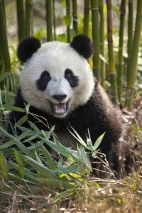 China, Chengdu Young giant panda