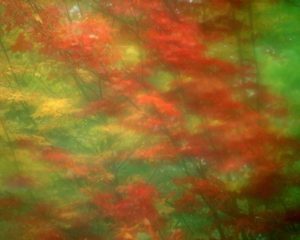 Vermont Abstract of maple trees