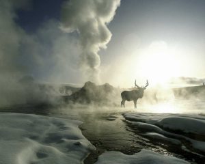 WY, Yellowstone, Castle Geyser Silhouette of elk