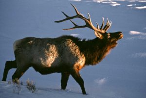 Wyoming, Yellowstone NP Bugling elk in winter