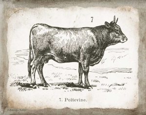 French Cow I
