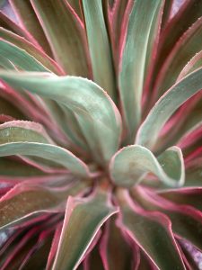 Pink Agave