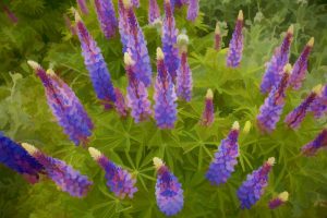 Tennessee Painterly effect on lupine flowers