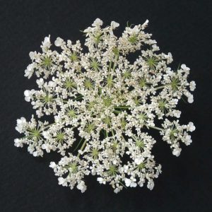 Queen Annes Lace I