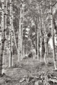 Birch Trees No.3