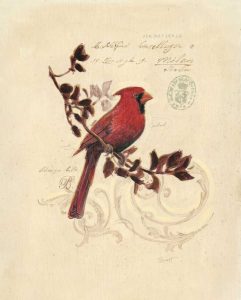 Filigree Cardinal