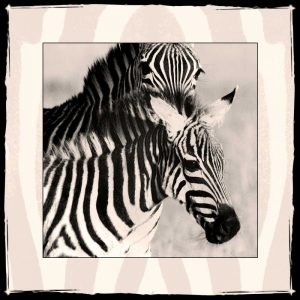 Zebra Enchantment 1