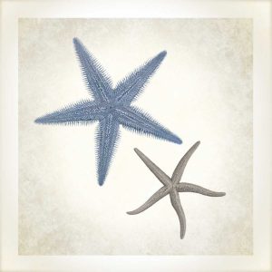 Sea Life, Starfish