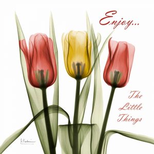 Tulips Enjoy The Little Things