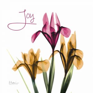 Pink Iris Joy