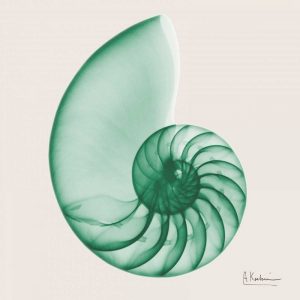 Jade Water Snail