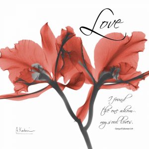 Royal Red Orchid – Love Again