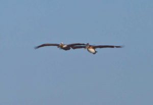 Pelicans in Flight I