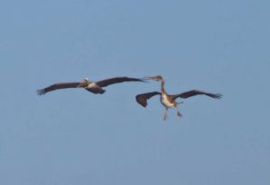 Pelicans in Flight II