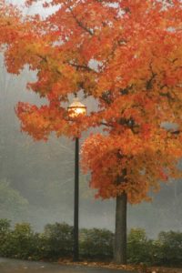 Colors in the Mist II