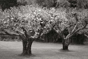 Orchard Serenity I