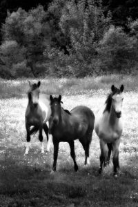 The Horses Three II